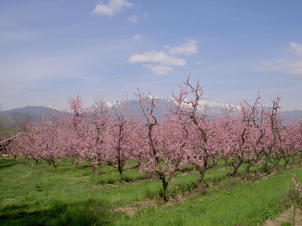 Agriturismo Il Frutto Permesso Bibiana Exteriör bild