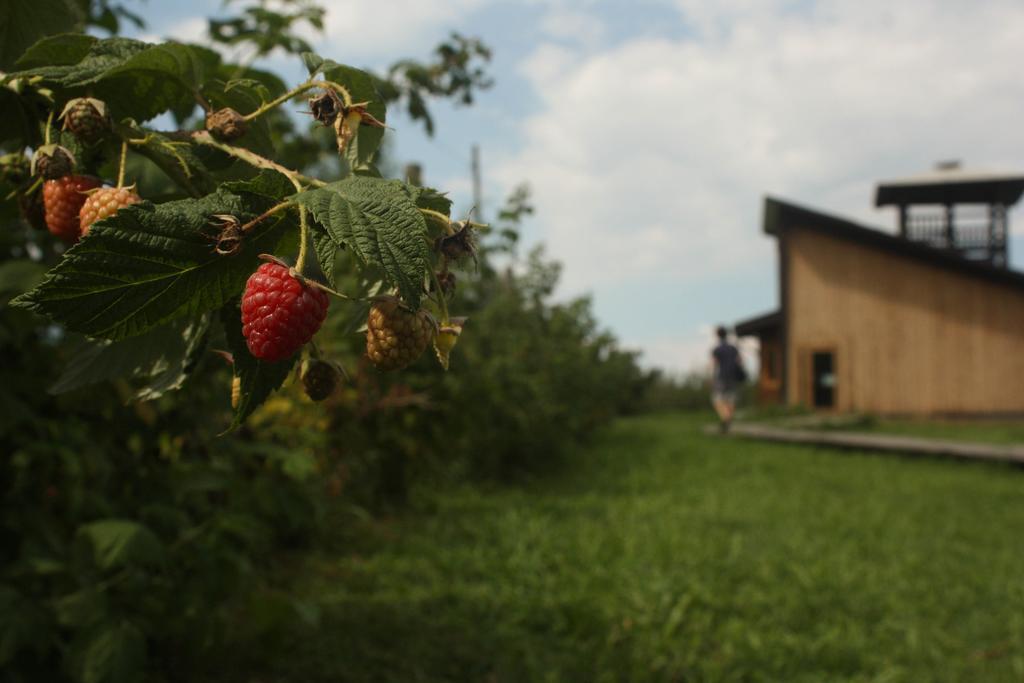 Agriturismo Il Frutto Permesso Bibiana Exteriör bild